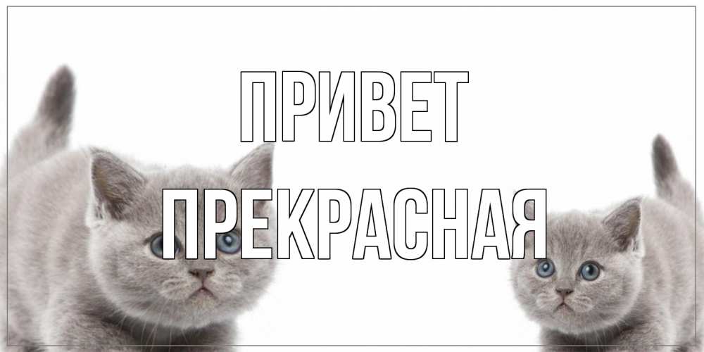 Открытка на каждый день с именем, Пpекpасная Привет коты Прикольная открытка с пожеланием онлайн скачать бесплатно 