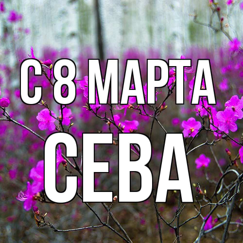 Открытка на каждый день с именем, Сева C 8 МАРТА дикие цветы Прикольная открытка с пожеланием онлайн скачать бесплатно 