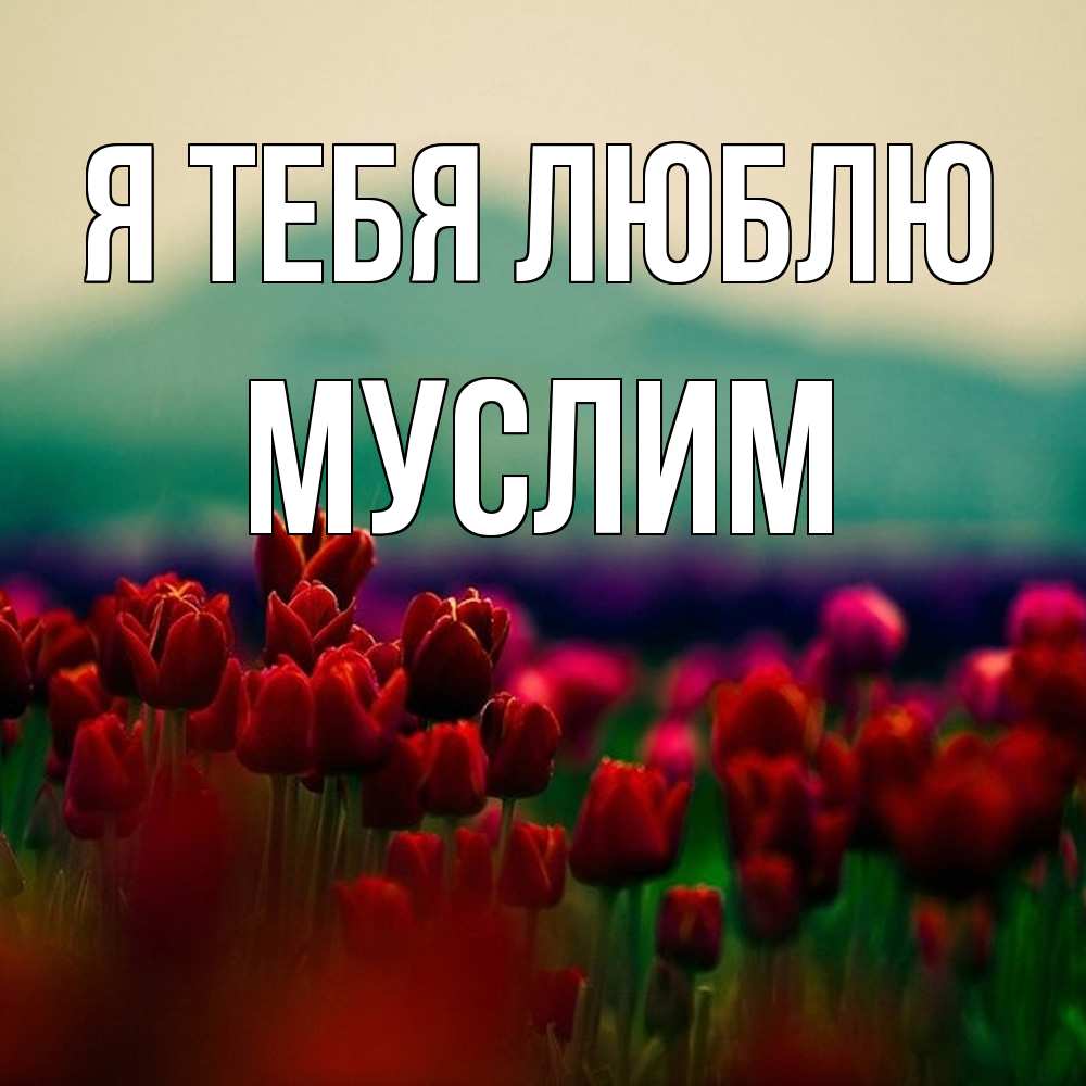 Открытка на каждый день с именем, Муслим Я тебя люблю тюльпаны 4 Прикольная открытка с пожеланием онлайн скачать бесплатно 