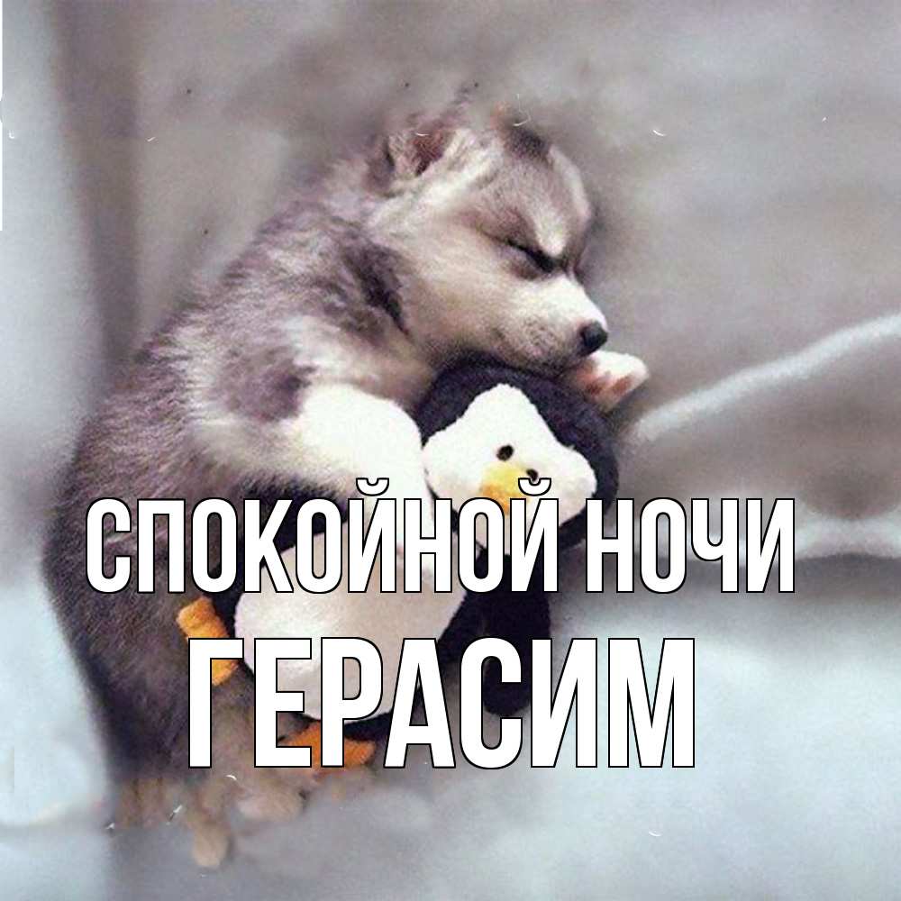Открытка на каждый день с именем, Герасим Спокойной ночи обнимашки щенка и пингвина Прикольная открытка с пожеланием онлайн скачать бесплатно 
