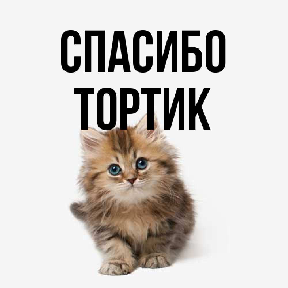 Открытка на каждый день с именем, Тортик Спасибо пушистый котик Прикольная открытка с пожеланием онлайн скачать бесплатно 