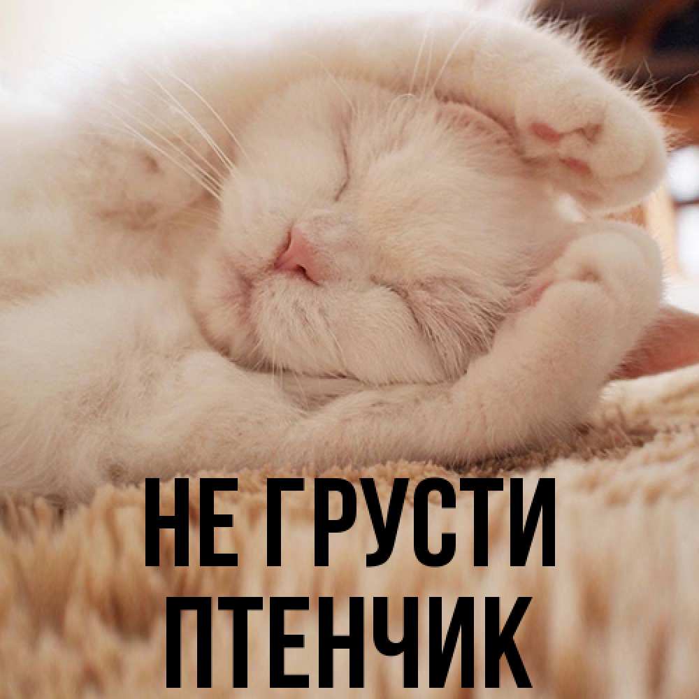 Открытка на каждый день с именем, Птенчик Не грусти Котенок спит Прикольная открытка с пожеланием онлайн скачать бесплатно 