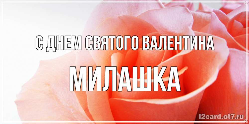 Открытка на каждый день с именем, Милашка С днем Святого Валентина открытка на день Святого Валентина с розовой розой Прикольная открытка с пожеланием онлайн скачать бесплатно 