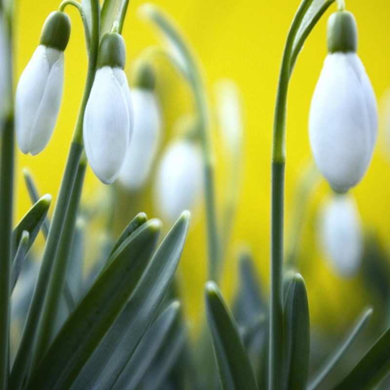 Картинка C 8 МАРТА, Леокадия