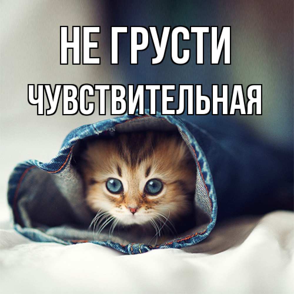 Открытка на каждый день с именем, Чувствительная Не грусти кот в одежде Прикольная открытка с пожеланием онлайн скачать бесплатно 