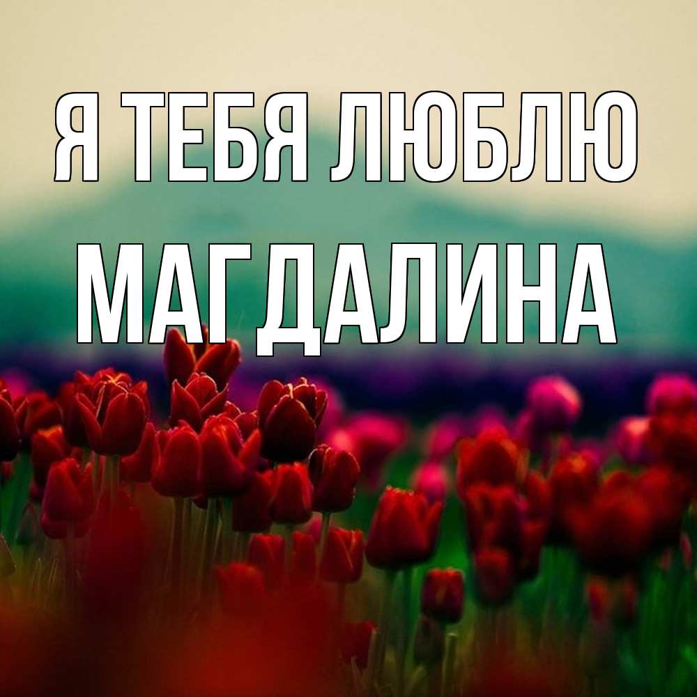 Открытка на каждый день с именем, Магдалина Я тебя люблю тюльпаны 4 Прикольная открытка с пожеланием онлайн скачать бесплатно 