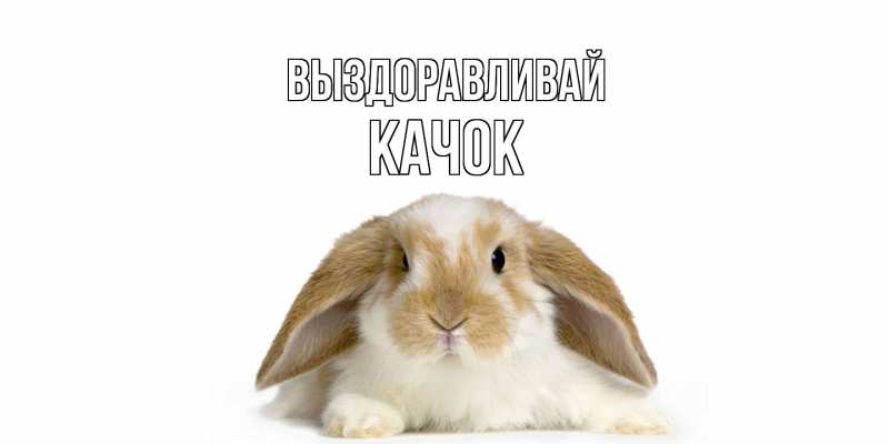 Картинка Выздоравливай, Качок