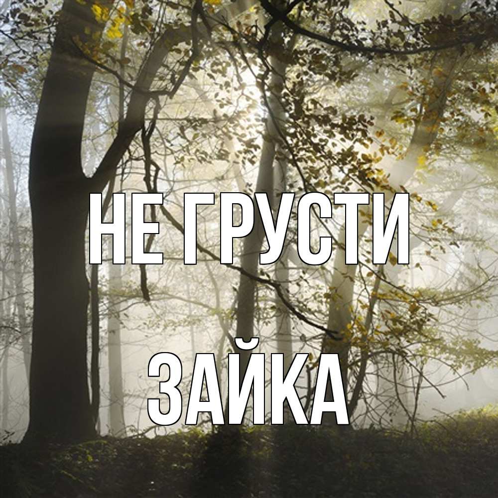 Открытка на каждый день с именем, Зайка Не грусти лес и свет Прикольная открытка с пожеланием онлайн скачать бесплатно 
