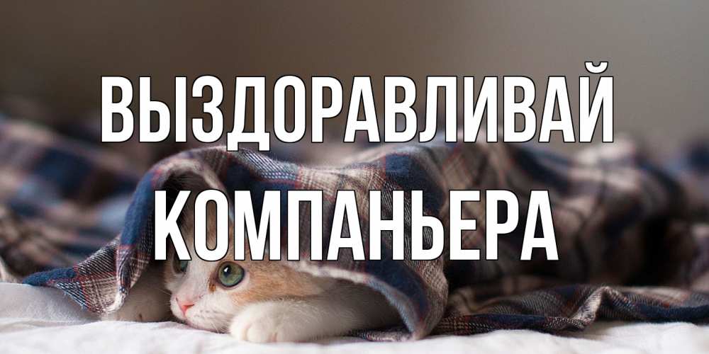 Открытка на каждый день с именем, Компаньера Выздоравливай не болейте с котиком Прикольная открытка с пожеланием онлайн скачать бесплатно 