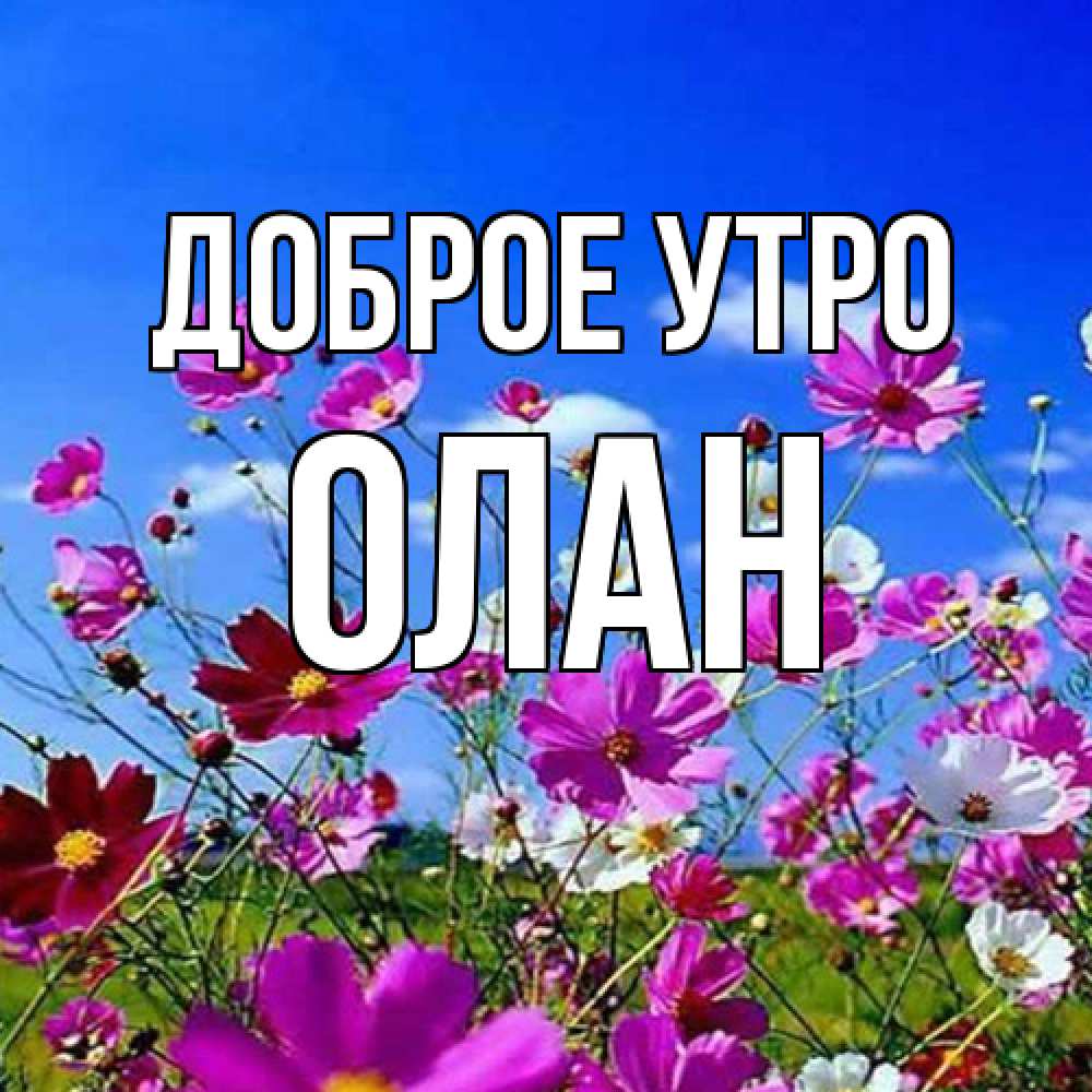 Открытка на каждый день с именем, Олан Доброе утро сиреневые цветы Прикольная открытка с пожеланием онлайн скачать бесплатно 