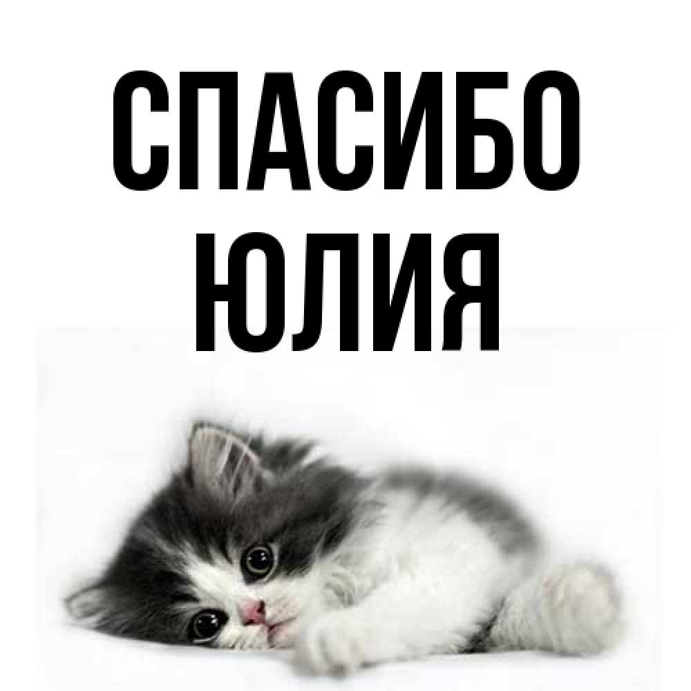 Открытка на каждый день с именем, Юлия Спасибо черный и белый кот Прикольная открытка с пожеланием онлайн скачать бесплатно 