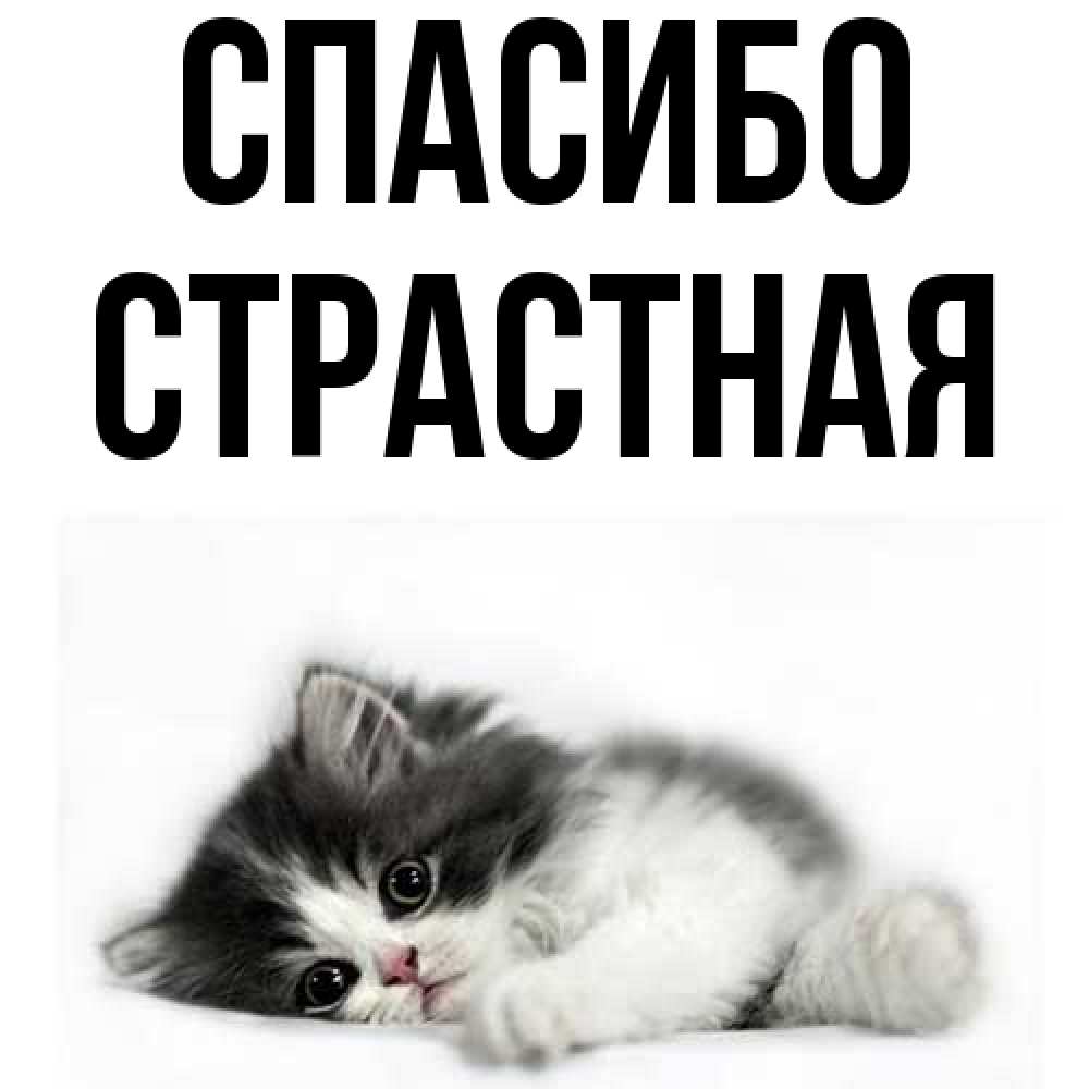Открытка на каждый день с именем, Страстная Спасибо черный и белый кот Прикольная открытка с пожеланием онлайн скачать бесплатно 