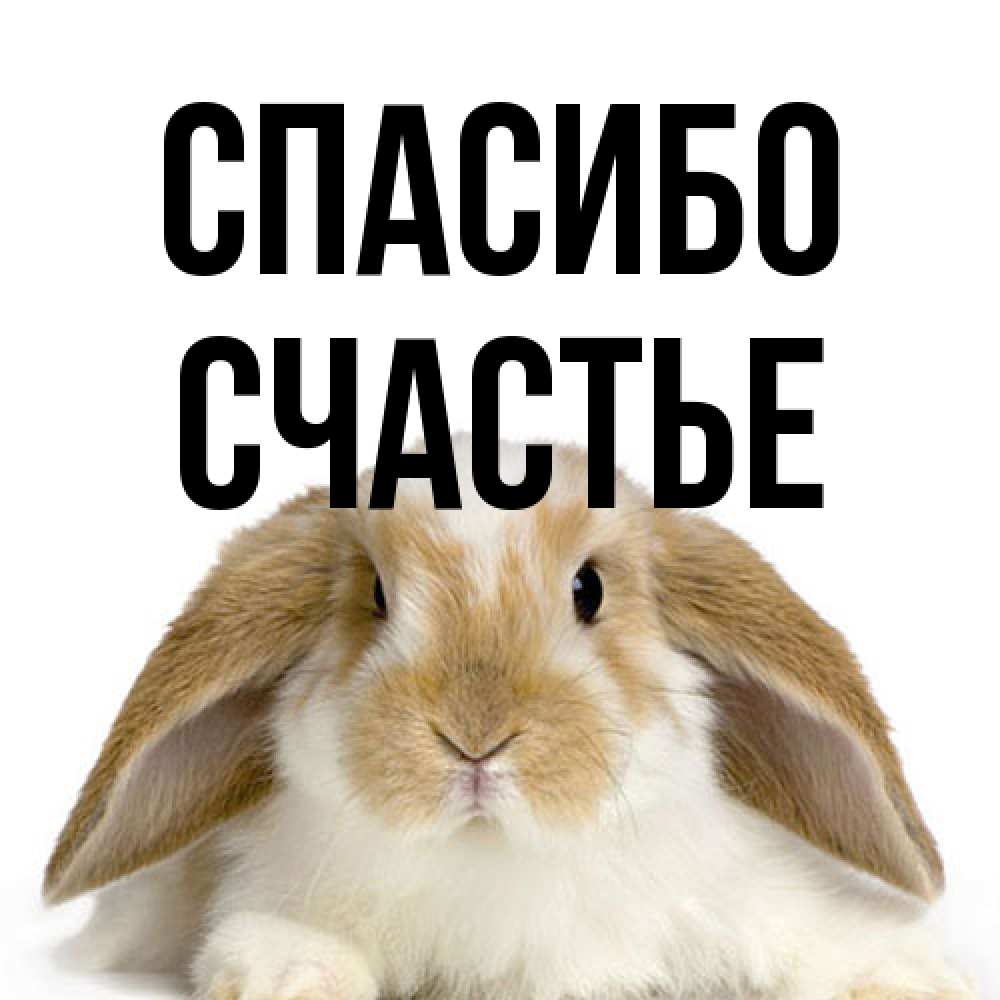 Открытка на каждый день с именем, счастье Спасибо коричнево белый заяц Прикольная открытка с пожеланием онлайн скачать бесплатно 