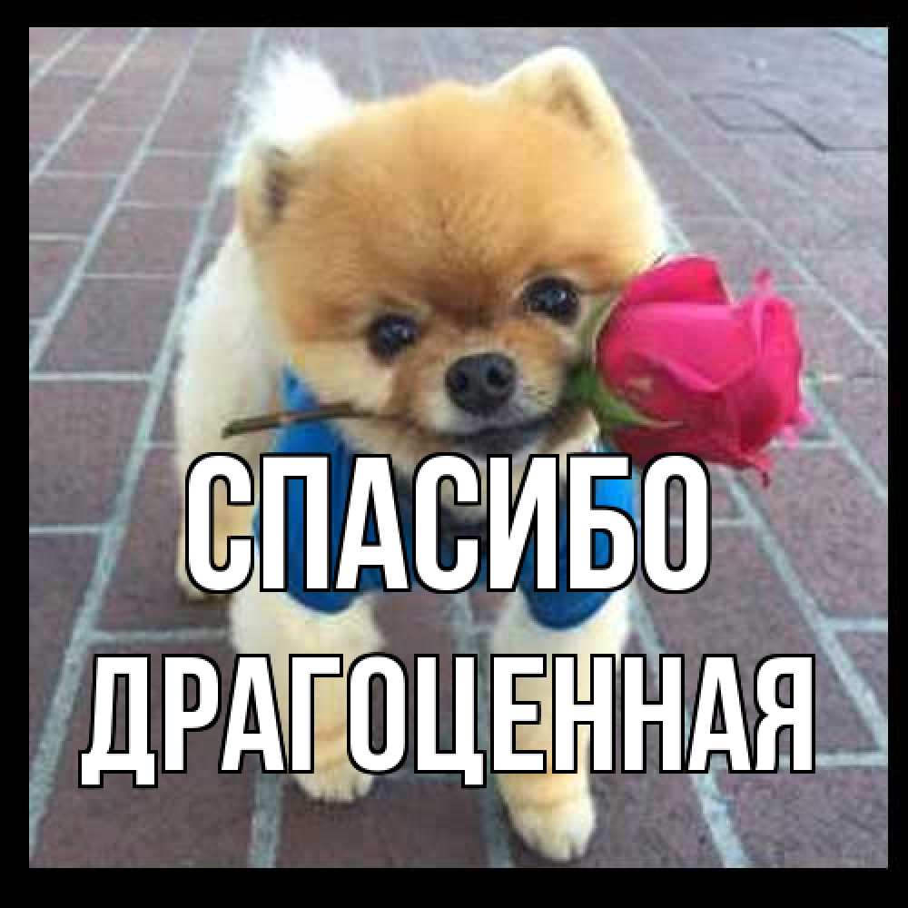 Открытка на каждый день с именем, Драгоценная Спасибо спасибо и дарю тебе цветок Прикольная открытка с пожеланием онлайн скачать бесплатно 