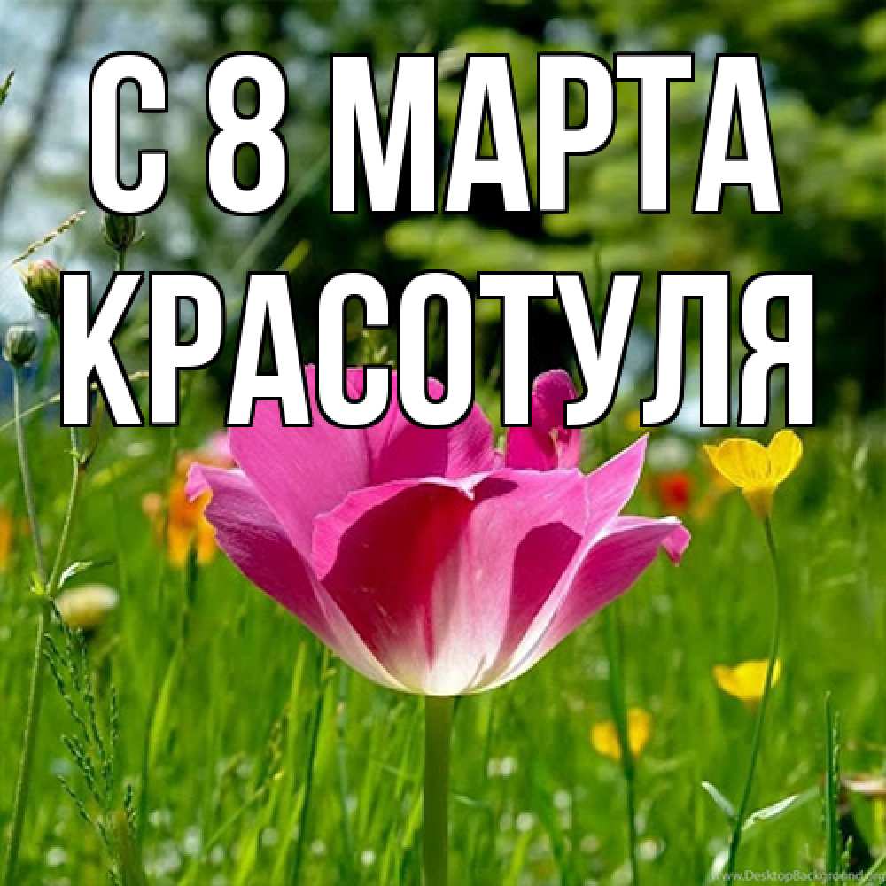 Открытка на каждый день с именем, Красотуля C 8 МАРТА полевые цветы Прикольная открытка с пожеланием онлайн скачать бесплатно 
