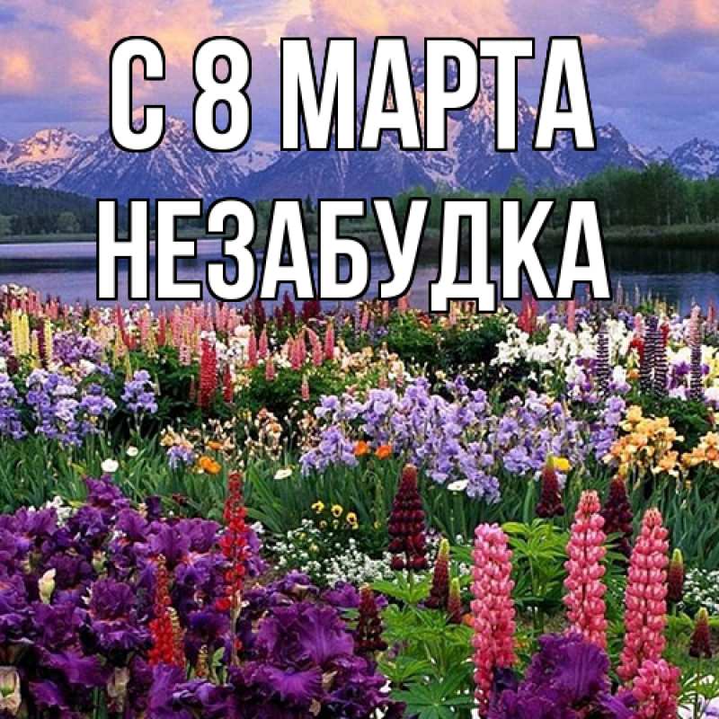 Картинка C 8 МАРТА, Незабудка