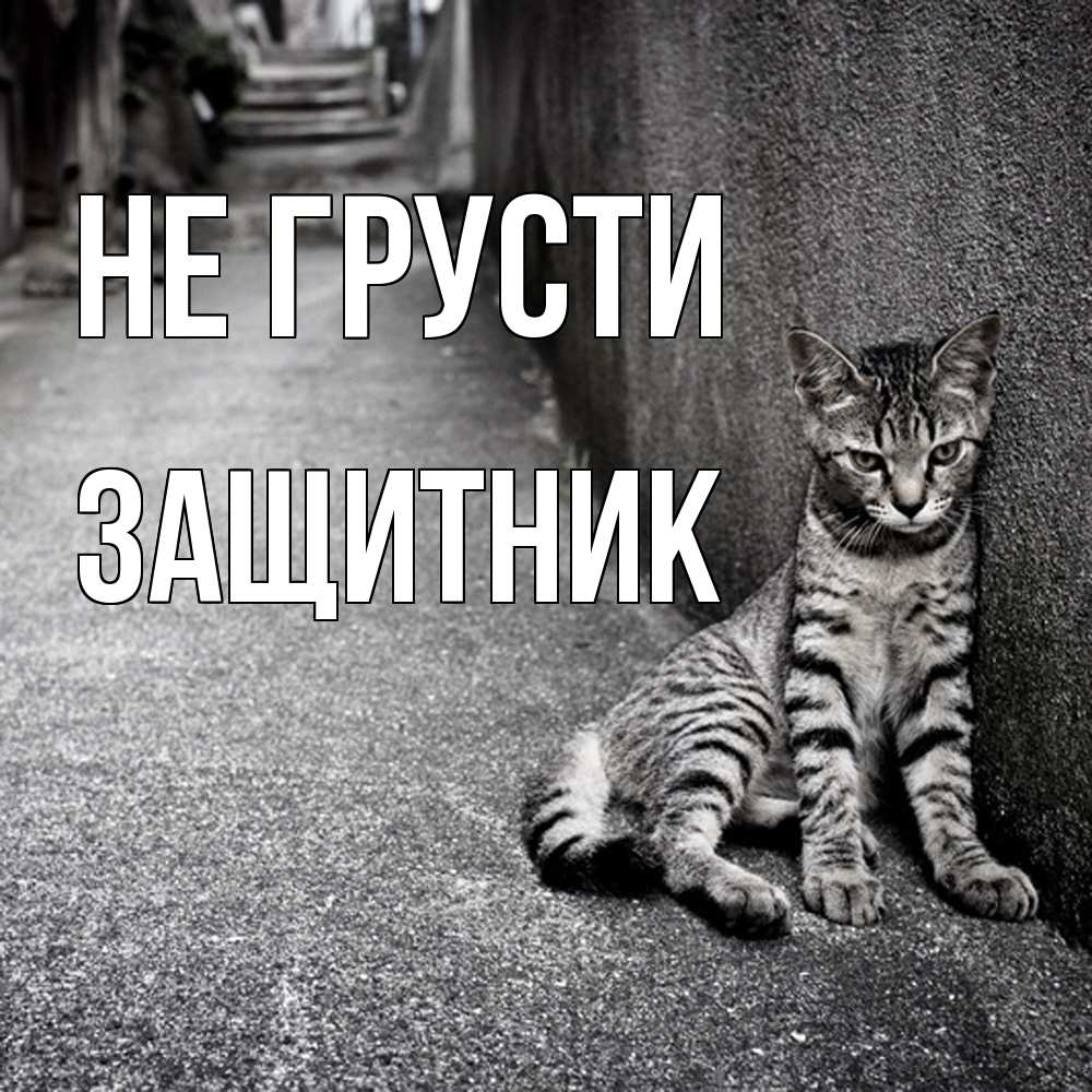 Открытка на каждый день с именем, Защитник Не грусти скучающий котик Прикольная открытка с пожеланием онлайн скачать бесплатно 