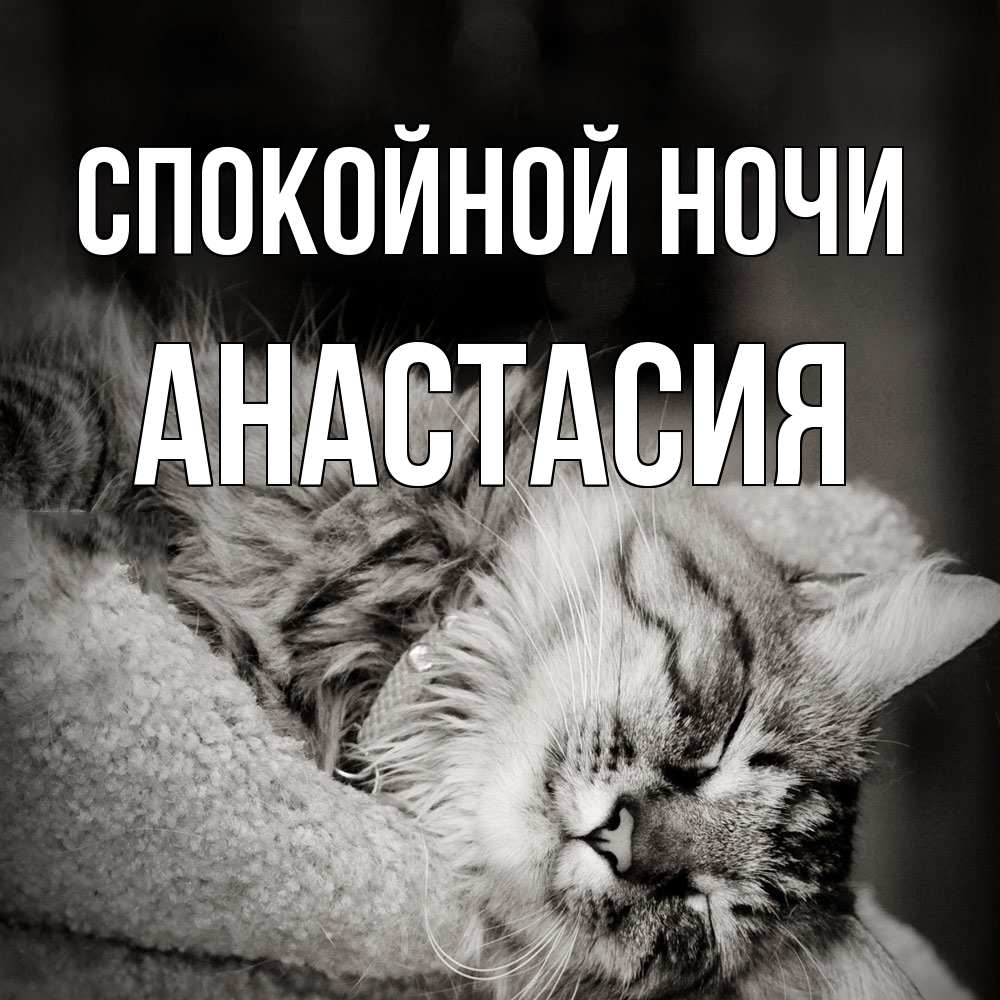 Открытка на каждый день с именем, Анастасия Спокойной ночи котярик пушистый Прикольная открытка с пожеланием онлайн скачать бесплатно 