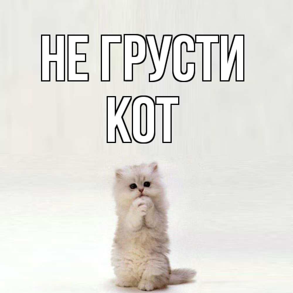 Открытка на каждый день с именем, Кот Не грусти грустный кот Прикольная открытка с пожеланием онлайн скачать бесплатно 