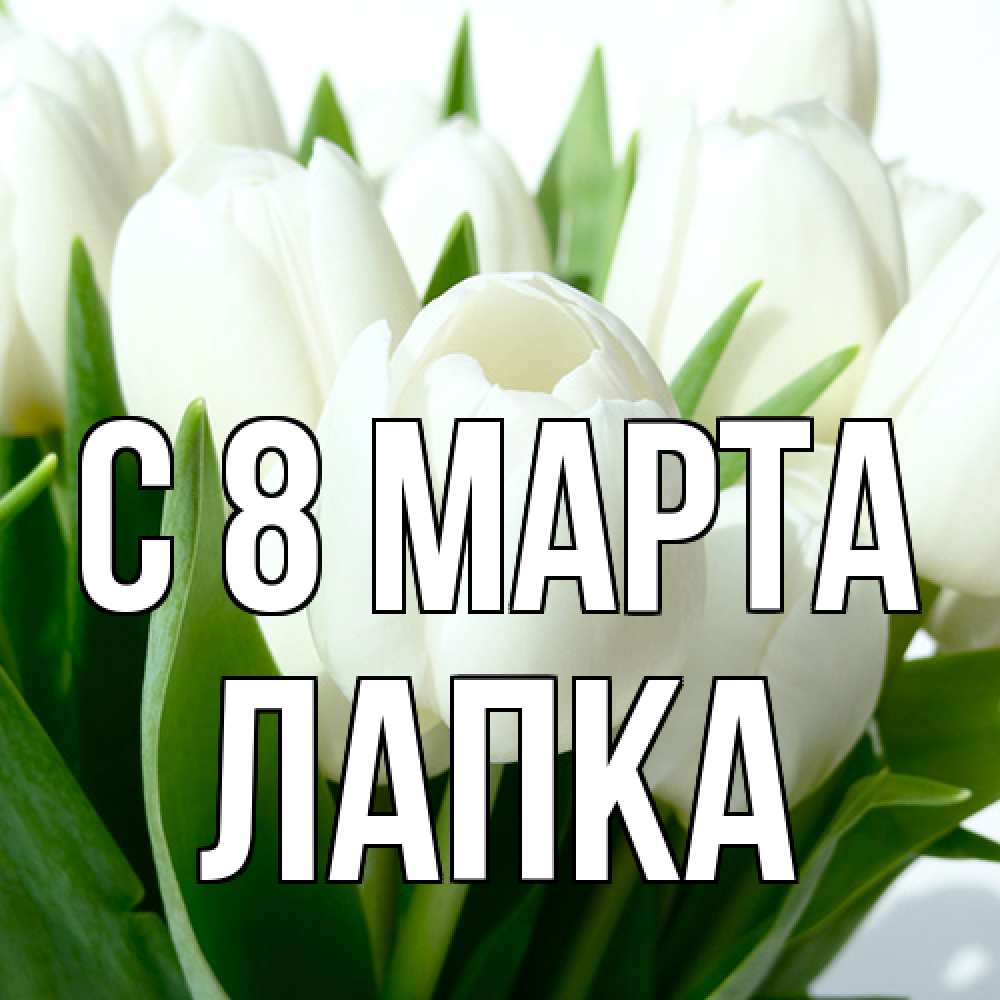 Открытка на каждый день с именем, лапка C 8 МАРТА цветы Прикольная открытка с пожеланием онлайн скачать бесплатно 