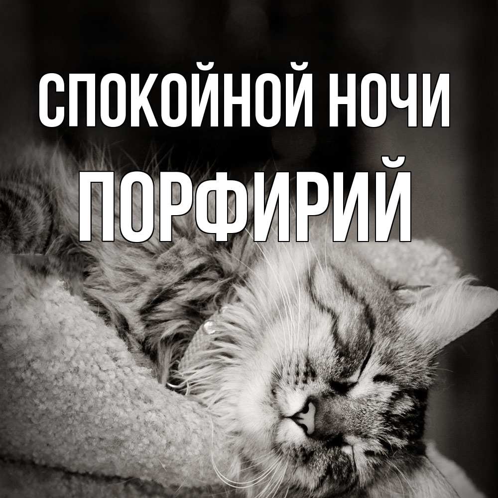 Открытка на каждый день с именем, Порфирий Спокойной ночи котярик пушистый Прикольная открытка с пожеланием онлайн скачать бесплатно 
