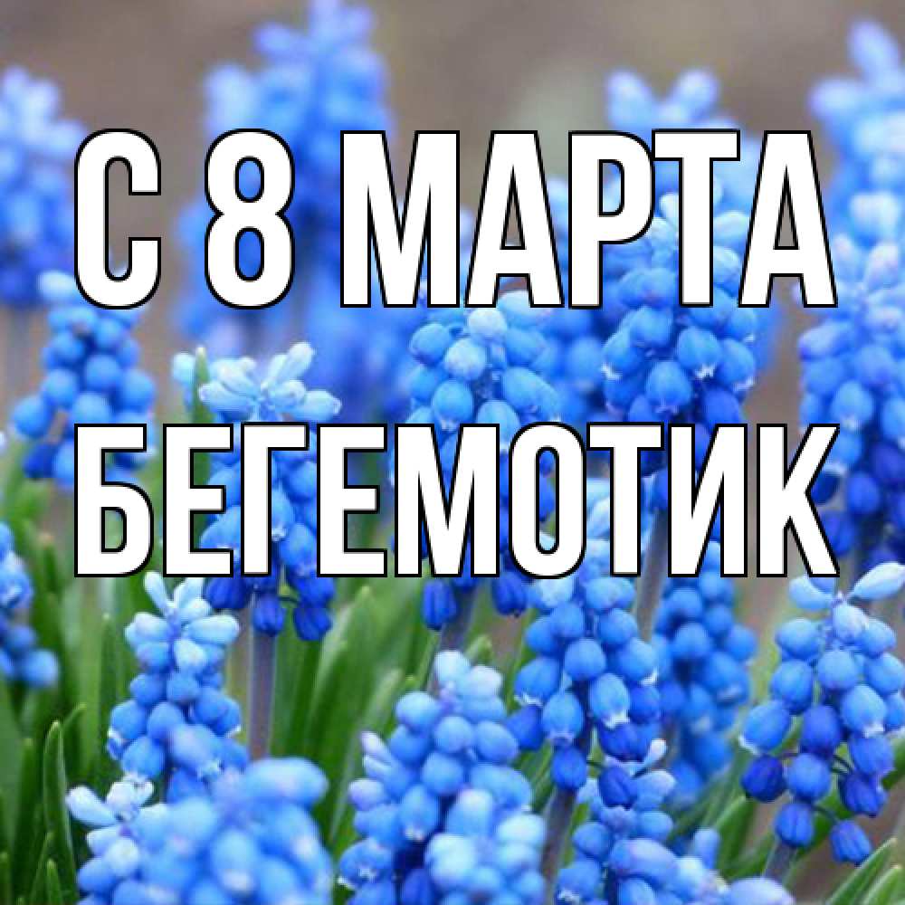 Открытка на каждый день с именем, Бегемотик C 8 МАРТА Поздравительная открытка для женщин с цветами на праздничную дату Прикольная открытка с пожеланием онлайн скачать бесплатно 