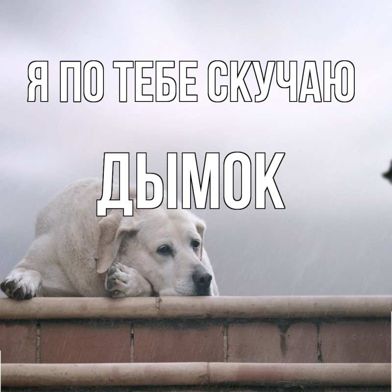 Картинка Я по тебе скучаю, Дымок