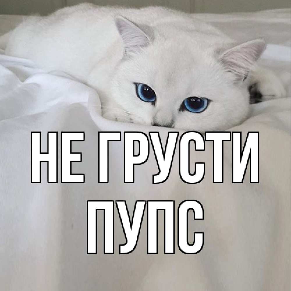 Открытка на каждый день с именем, Пупс Не грусти белый кот с голубыми глазами на белоснежной кровати Прикольная открытка с пожеланием онлайн скачать бесплатно 