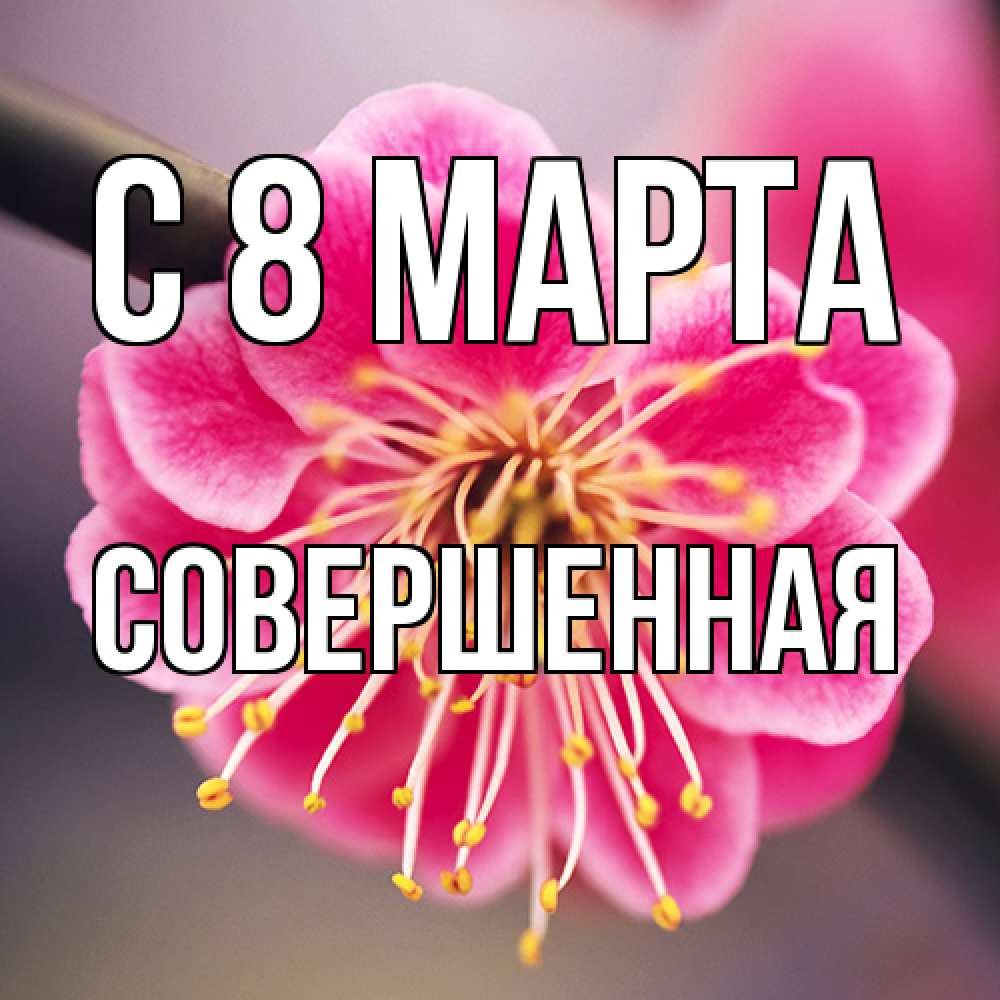 Открытка на каждый день с именем, Совершенная C 8 МАРТА цветы Прикольная открытка с пожеланием онлайн скачать бесплатно 