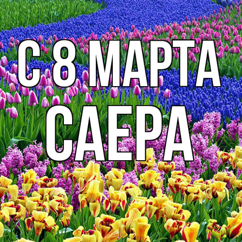 Открытка на каждый день с именем, Саера C 8 МАРТА цветы Прикольная открытка с пожеланием онлайн скачать бесплатно 