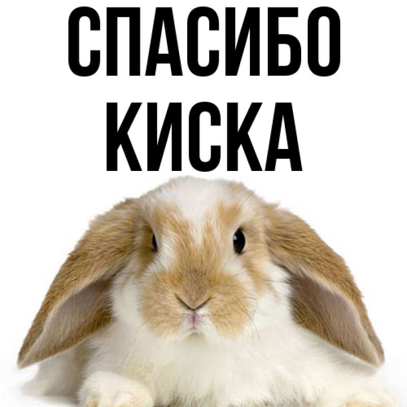 Картинка Спасибо, Киска