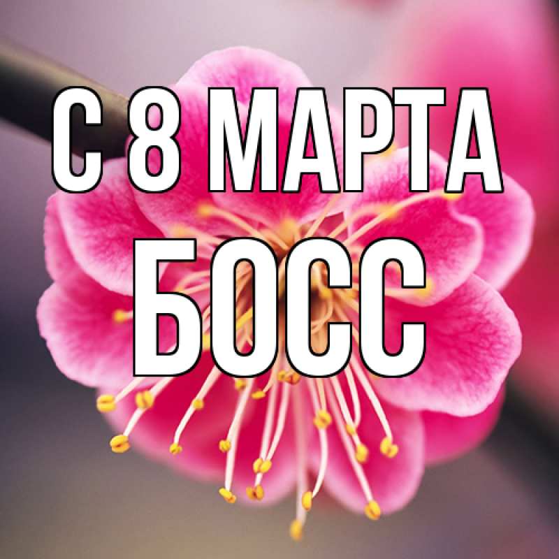 Картинка C 8 МАРТА, Босс