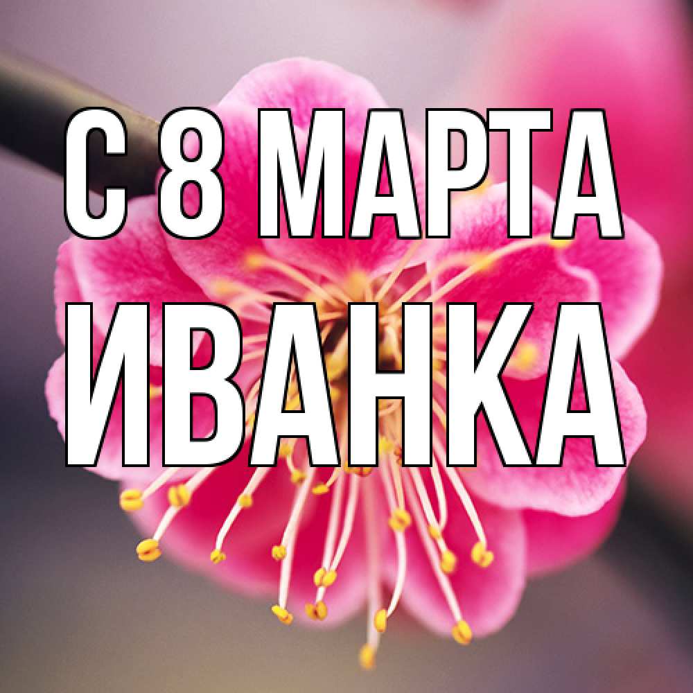 Открытка на каждый день с именем, Иванка C 8 МАРТА цветы Прикольная открытка с пожеланием онлайн скачать бесплатно 