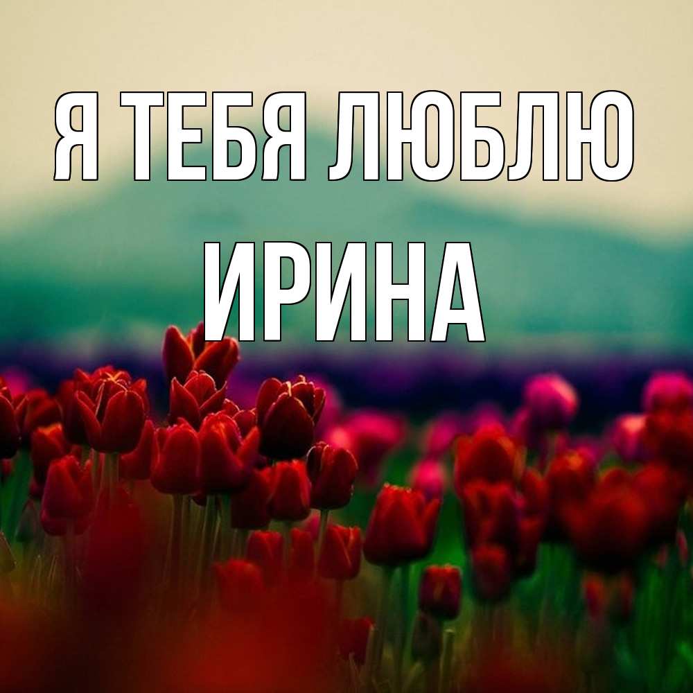 Открытка на каждый день с именем, Ирина Я тебя люблю тюльпаны 4 Прикольная открытка с пожеланием онлайн скачать бесплатно 