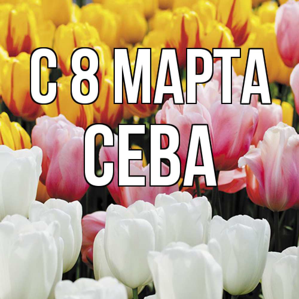 Открытка на каждый день с именем, Сева C 8 МАРТА разноцветные цветы Прикольная открытка с пожеланием онлайн скачать бесплатно 