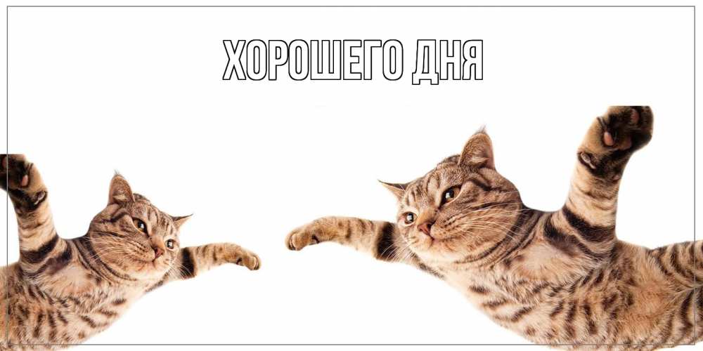 Открытка на каждый день с именем, выберите-имя Хорошего дня хорошего дня Прикольная открытка с пожеланием онлайн скачать бесплатно 