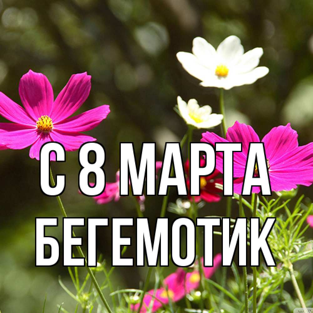 Открытка на каждый день с именем, Бегемотик C 8 МАРТА цветы Прикольная открытка с пожеланием онлайн скачать бесплатно 