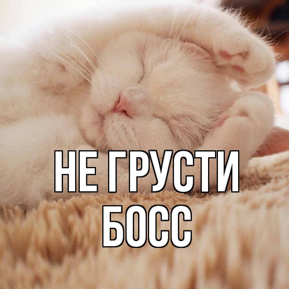 Открытка на каждый день с именем, Босс Не грусти белый кот Прикольная открытка с пожеланием онлайн скачать бесплатно 