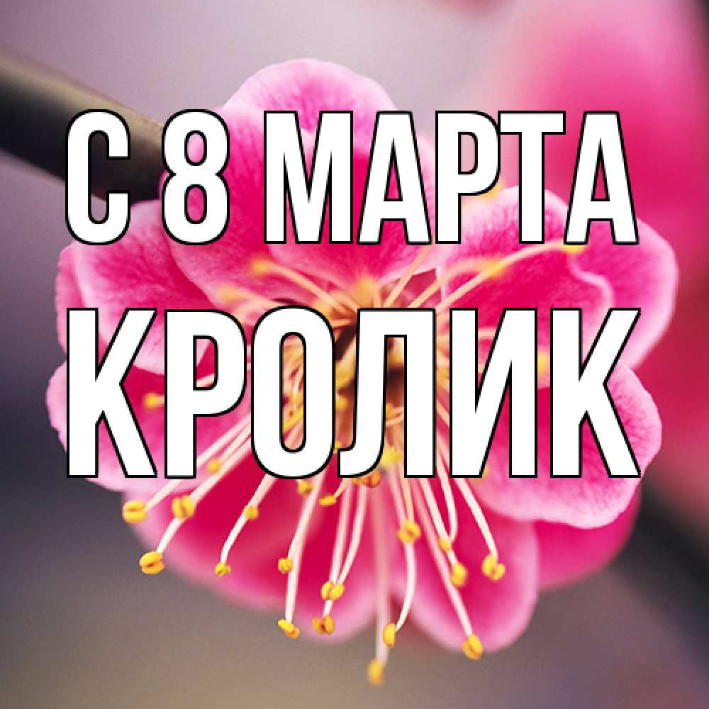Открытка на каждый день с именем, кролик C 8 МАРТА цветы Прикольная открытка с пожеланием онлайн скачать бесплатно 