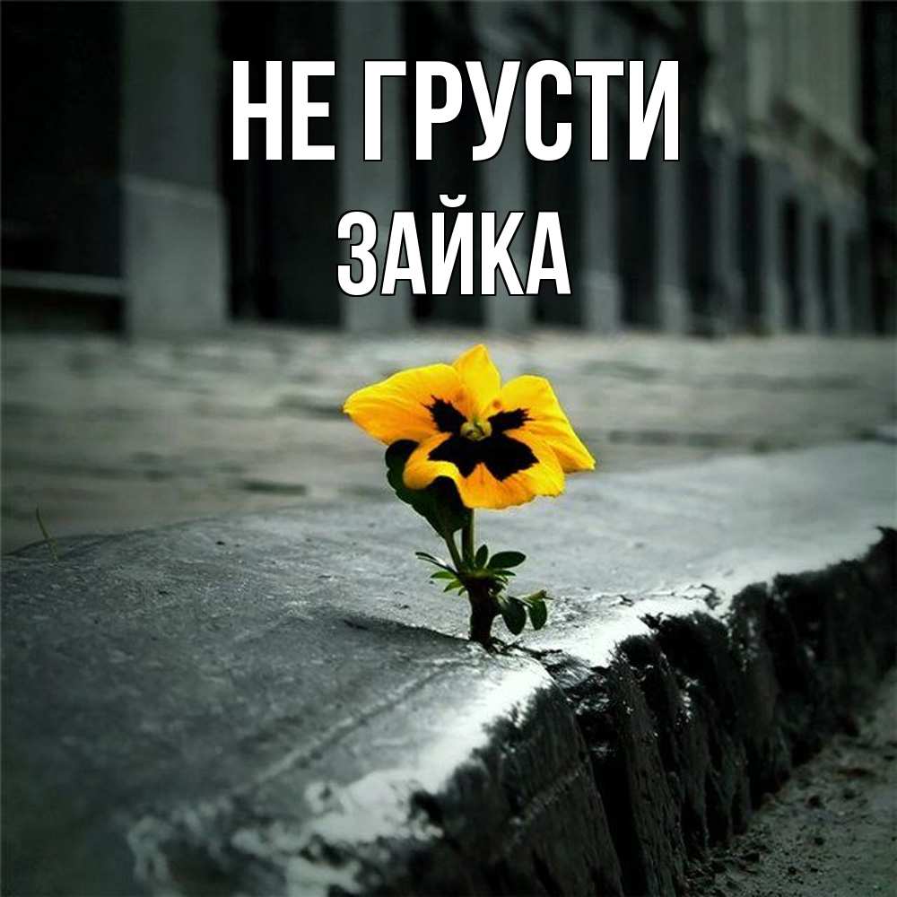 Открытка на каждый день с именем, Зайка Не грусти не сдавайся Прикольная открытка с пожеланием онлайн скачать бесплатно 