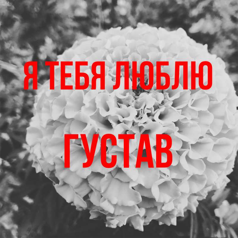 Картинка Я тебя люблю, Густав