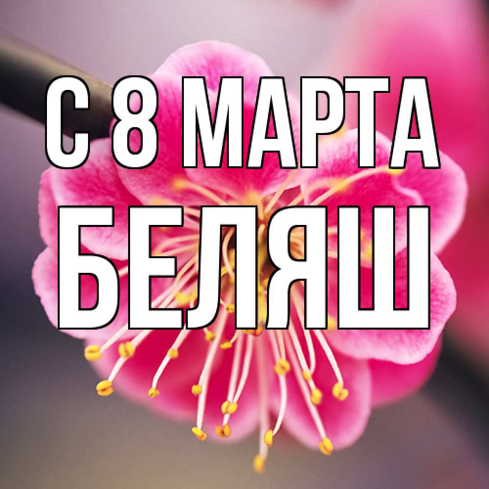 Открытка на каждый день с именем, Беляш C 8 МАРТА цветы Прикольная открытка с пожеланием онлайн скачать бесплатно 