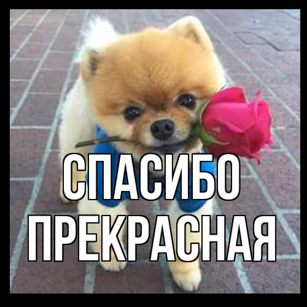 Открытка на каждый день с именем, Пpекpасная Спасибо спасибо и дарю тебе цветок Прикольная открытка с пожеланием онлайн скачать бесплатно 