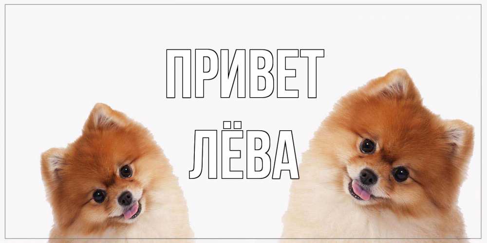 Открытка на каждый день с именем, Лёва Привет привет Прикольная открытка с пожеланием онлайн скачать бесплатно 