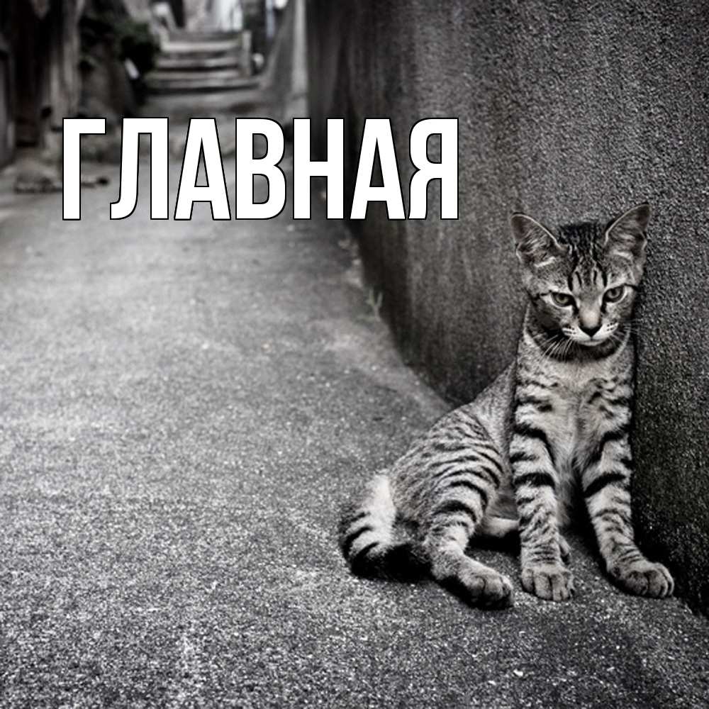 Открытка на каждый день с именем, Анна Главная скучающий котик Прикольная открытка с пожеланием онлайн скачать бесплатно 