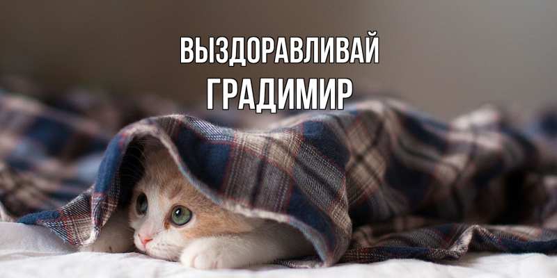 Картинка Выздоравливай, Градимир