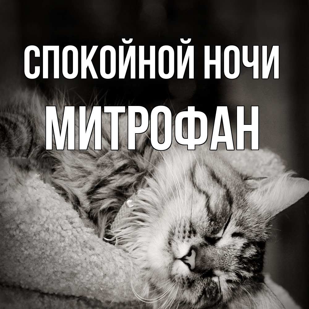 Открытка на каждый день с именем, Митрофан Спокойной ночи котярик пушистый Прикольная открытка с пожеланием онлайн скачать бесплатно 