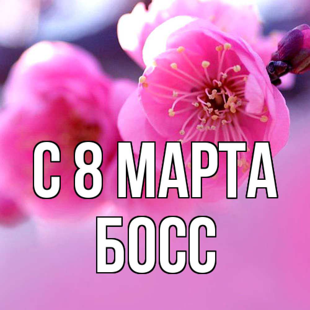 Открытка на каждый день с именем, Босс C 8 МАРТА международный женский день Прикольная открытка с пожеланием онлайн скачать бесплатно 