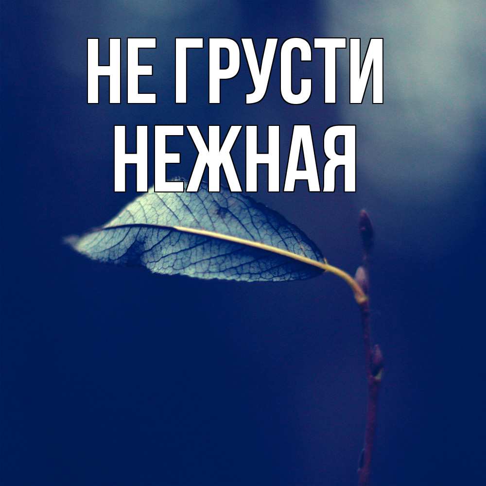 Открытка на каждый день с именем, Hежная Не грусти растение Прикольная открытка с пожеланием онлайн скачать бесплатно 