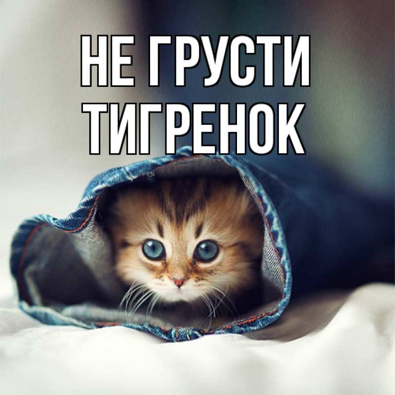 Картинка Не грусти, Тигpенок